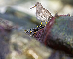 BB 15 0684 / Calidris maritima / Fjæreplytt
